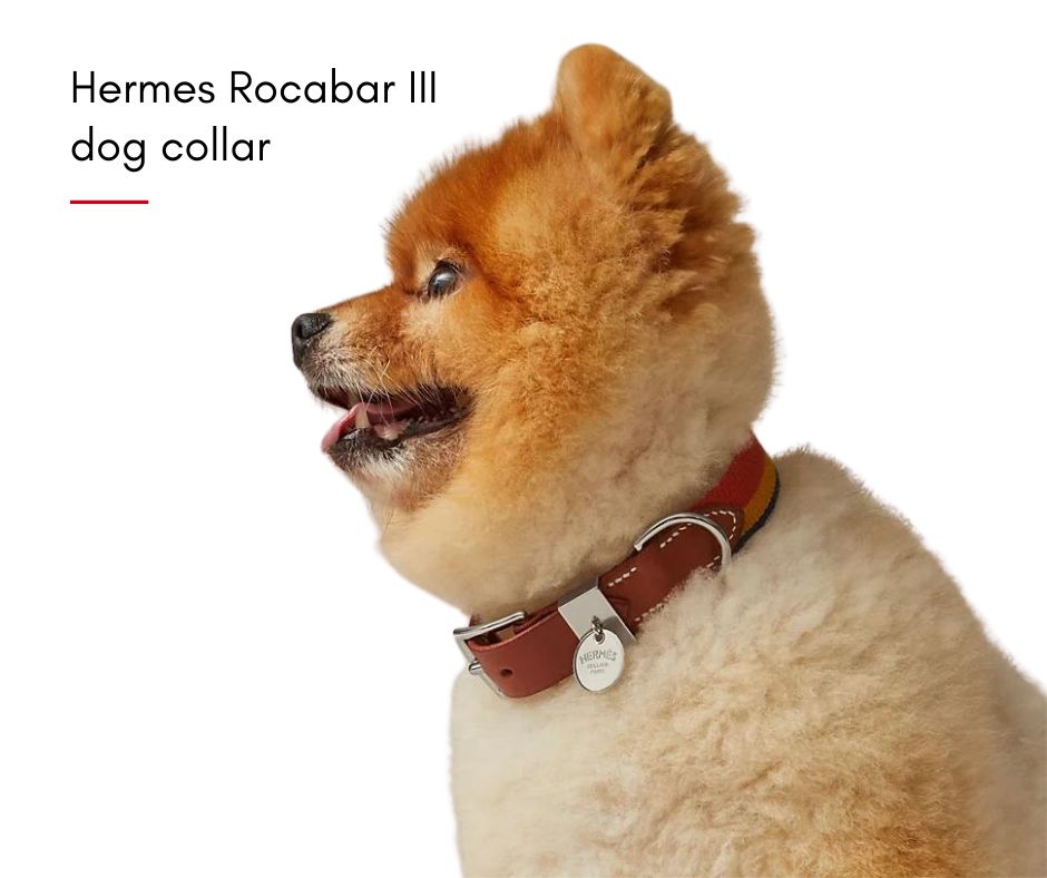 Hermes Rocabar III dog collar Hermes's Dog รวมไอเท็มสุดหรูของคุณหนูมีขน