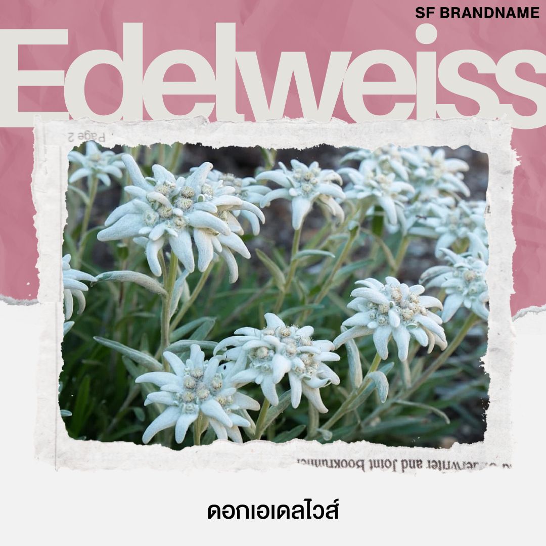 ฝากขายแบรนด์เนม ซื้อแบรนด์เนม เอเดลไวส์ (Edelweiss)